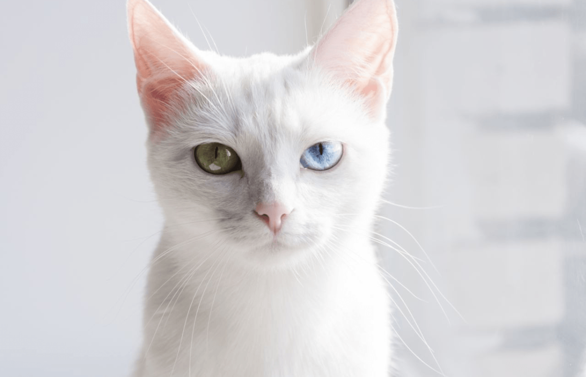 Khao Manee кошка