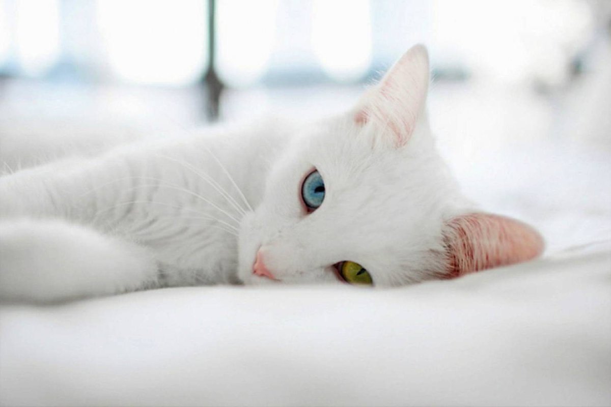 Као мани метис