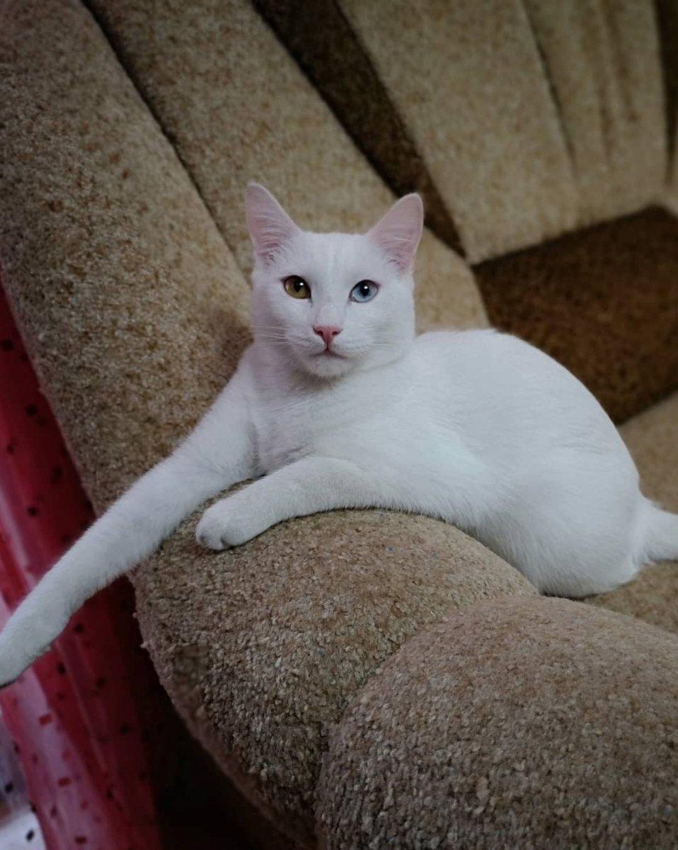 Као мани кошка