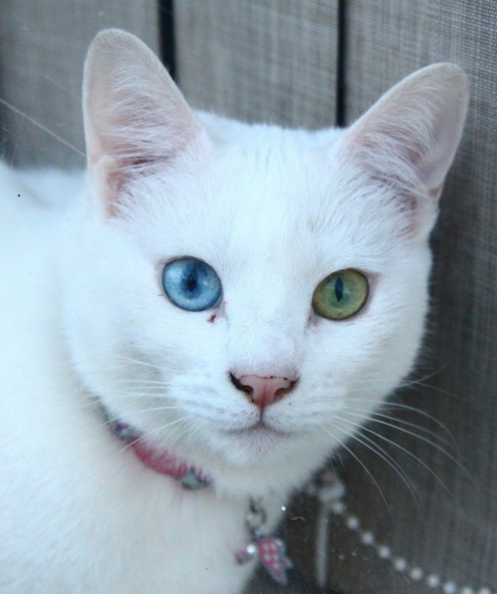 Као мани кошка