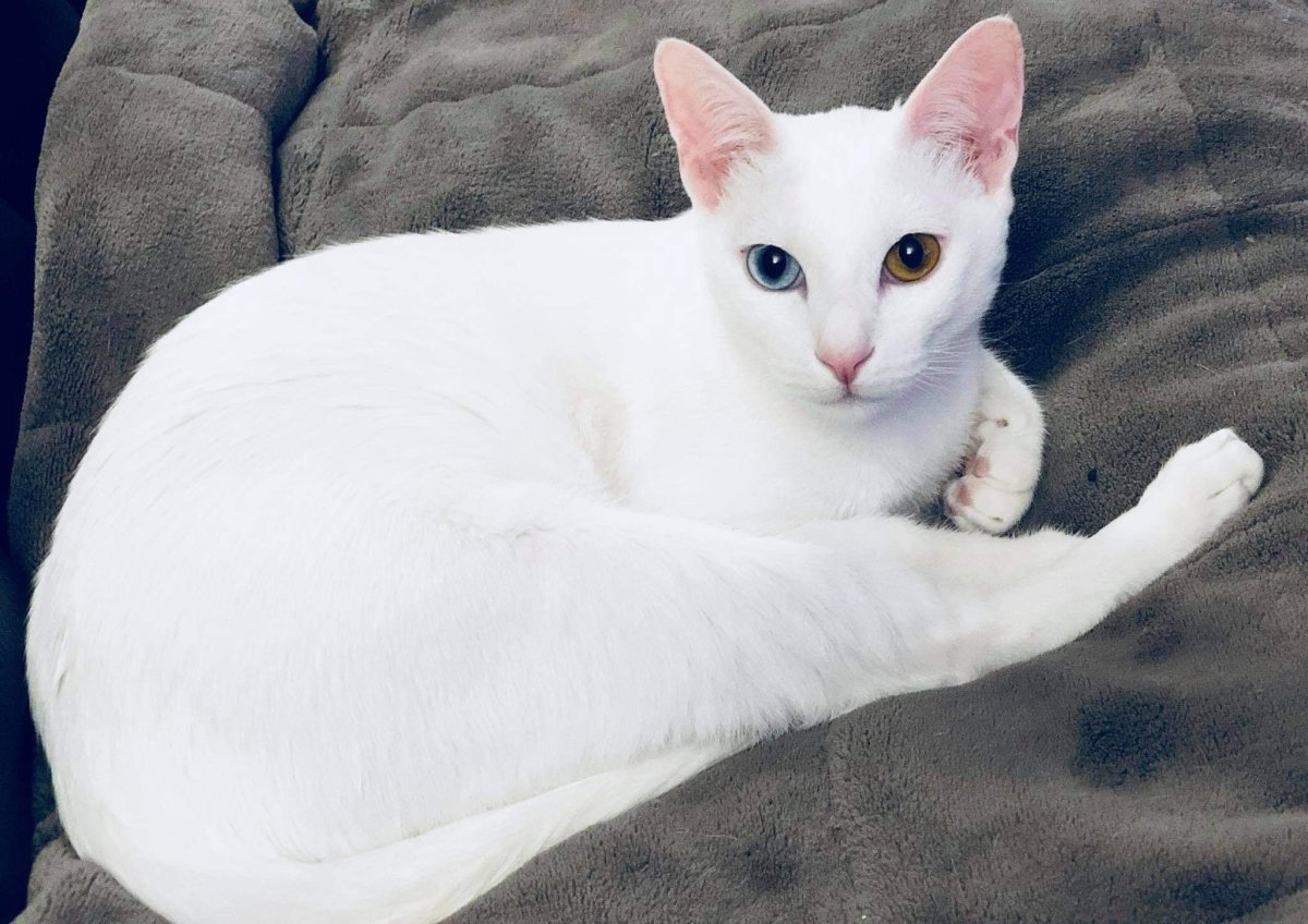 Порода кошек Khao Manee