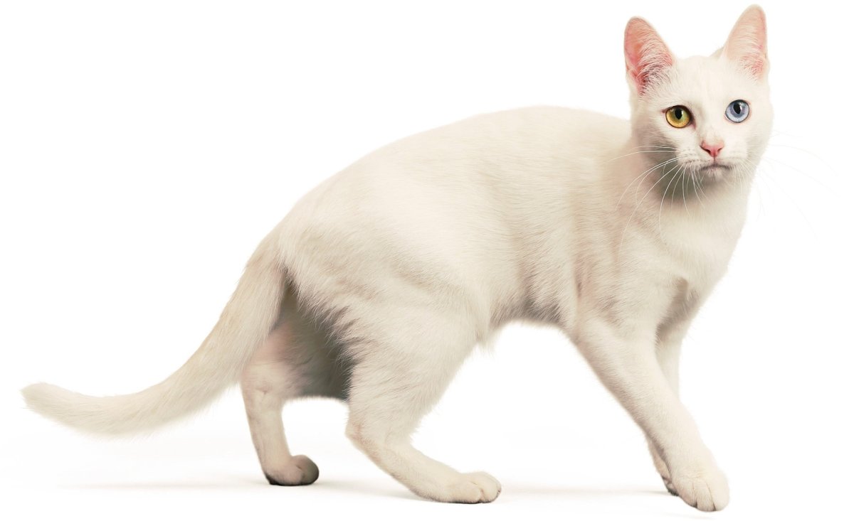 Као мани кошка