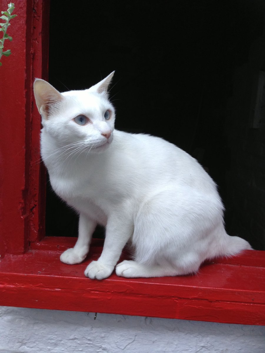 Кот породы каумани фото