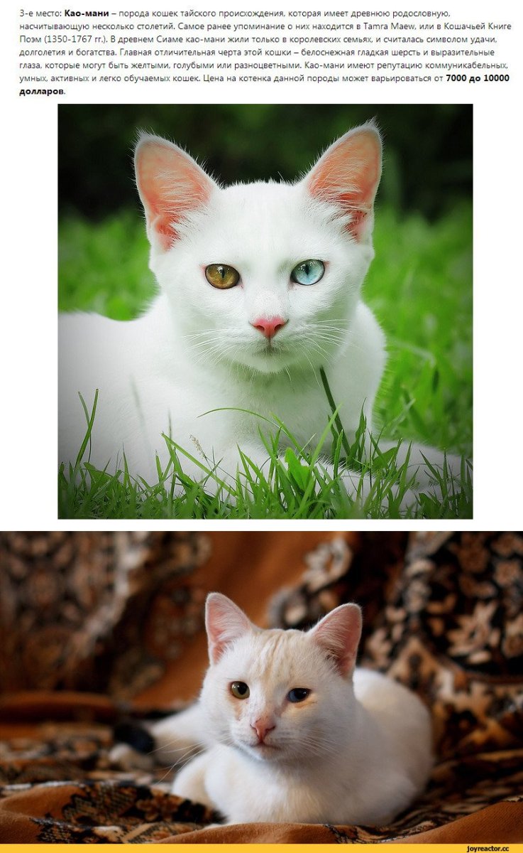 Порода као-мани белая