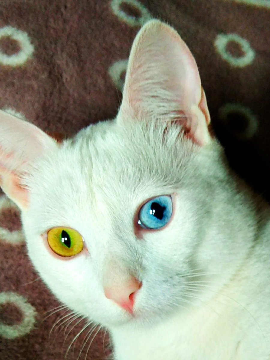 Као мани котята