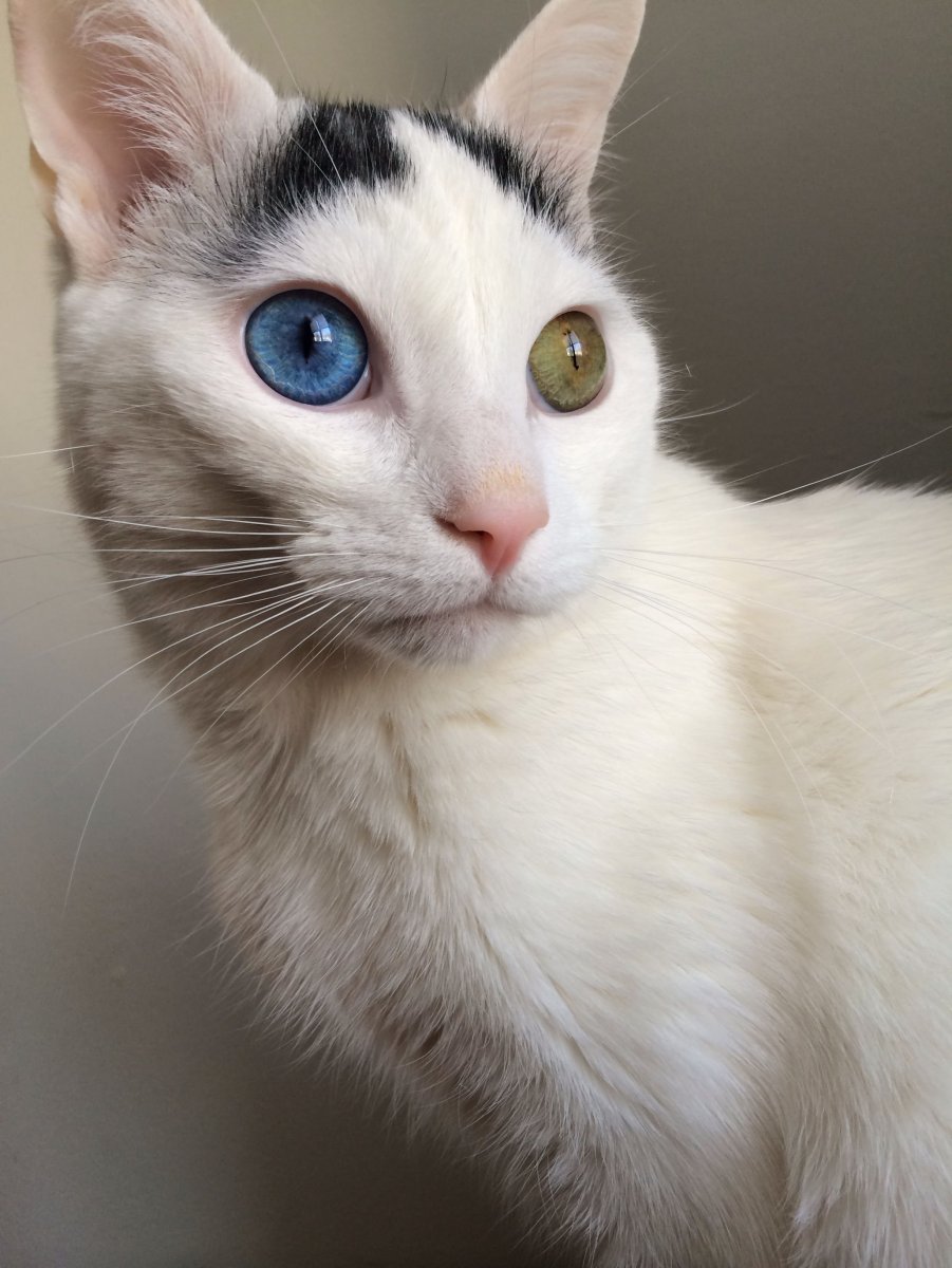 Порода кошек Khao Manee