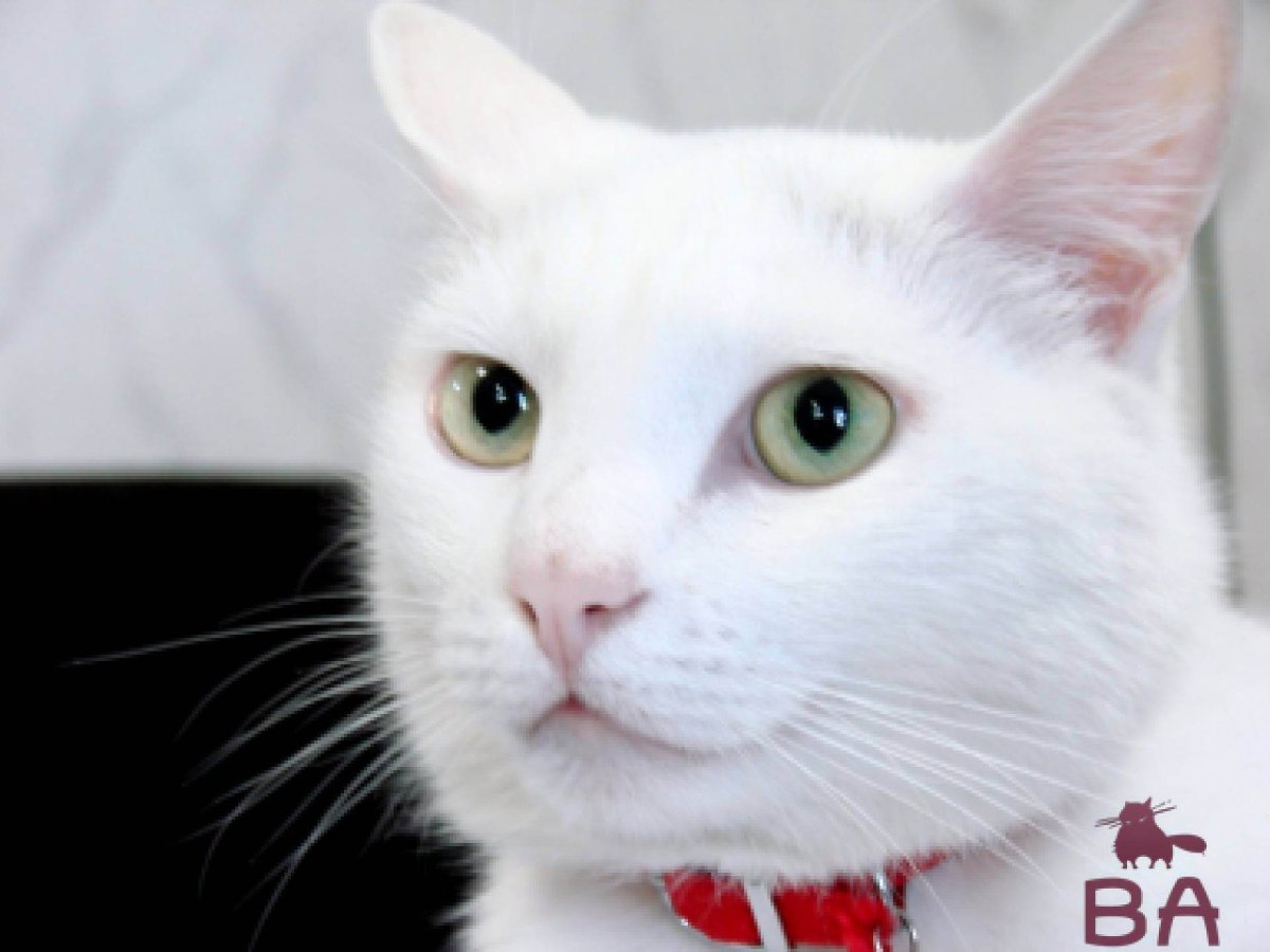 Кот породы као мани