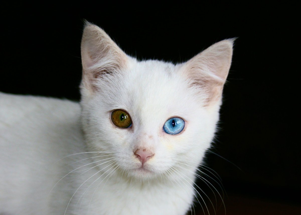 Khao Manee кошка