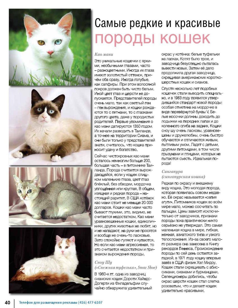 Кошка породы као