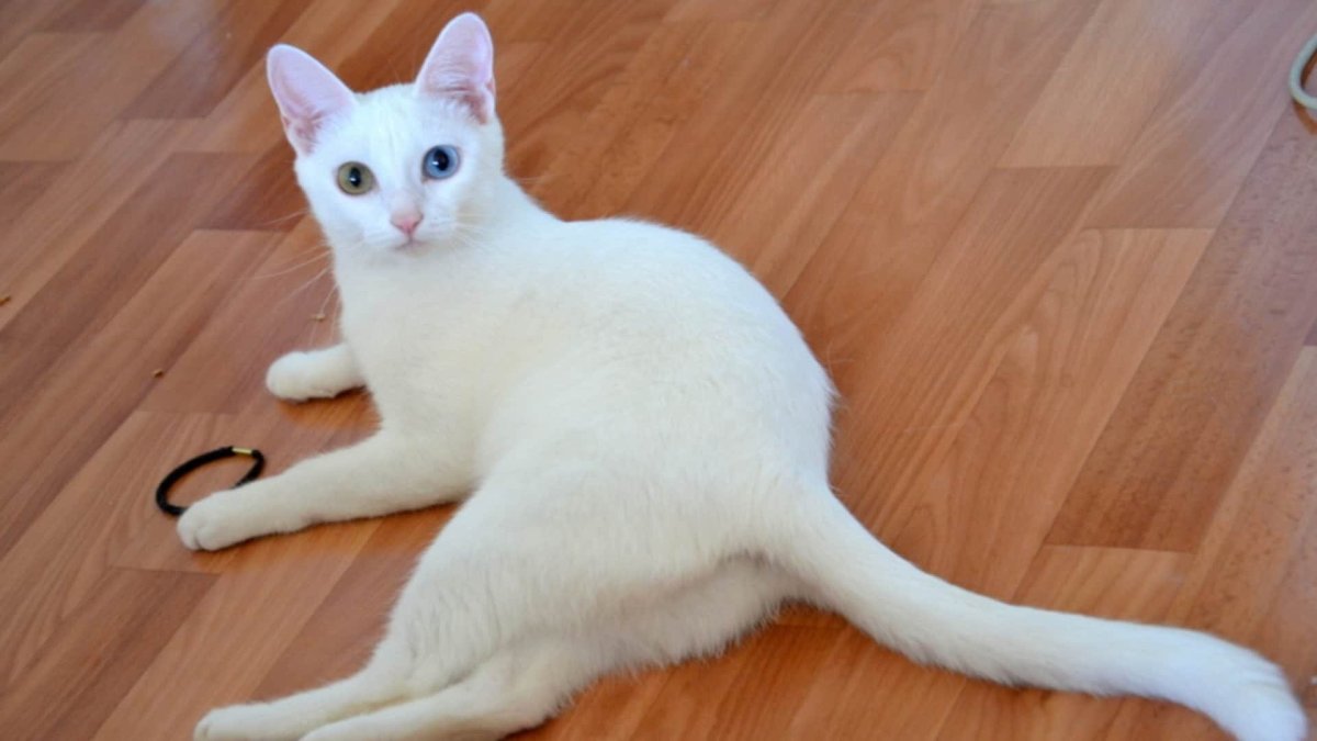 Као мани котята