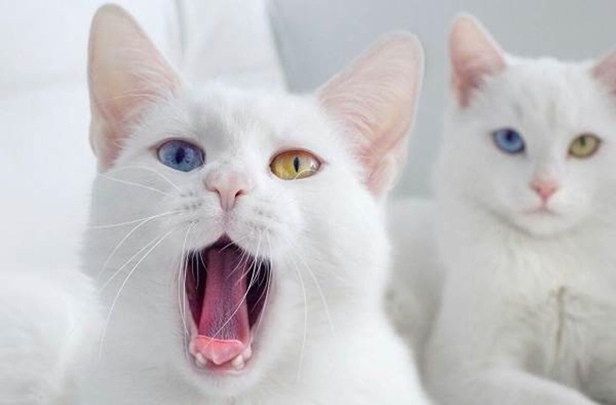 Khao Manee кошка