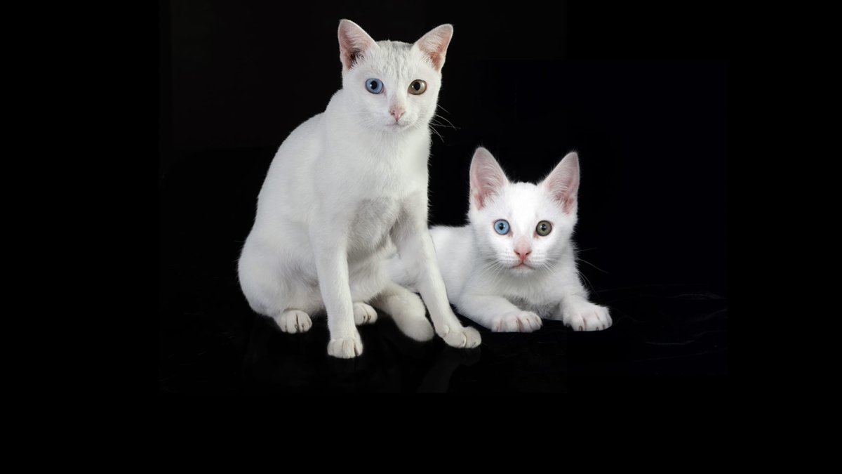 Сэм породы као мани