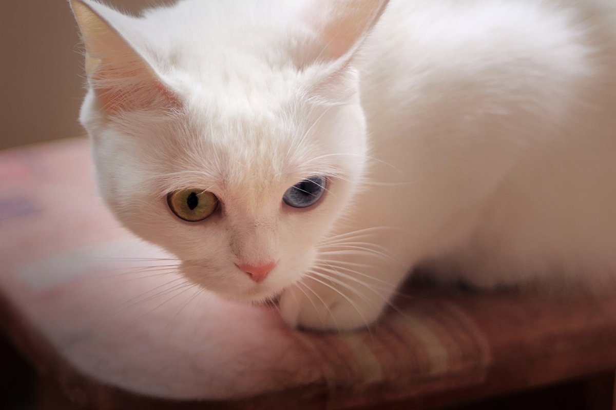 Khao Manee котята