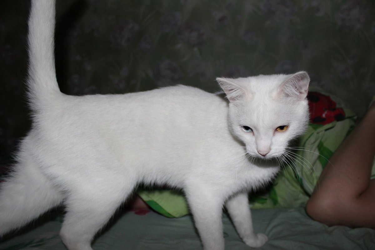 Кай мани кошки