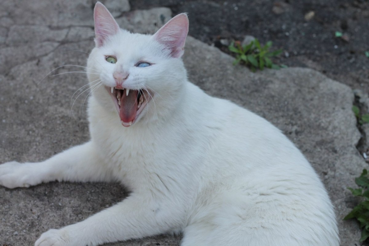 Као-мани янтарные