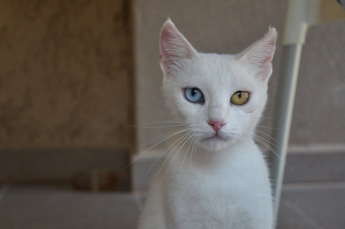 Белый кот порода као мани