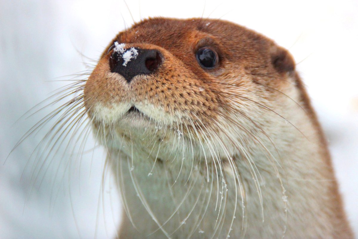 Выдра Елена Геннадьевна