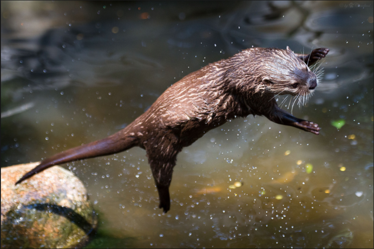 Выдра бежит