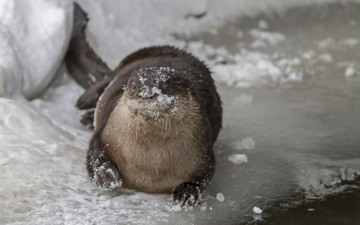 Выдра зимой фото