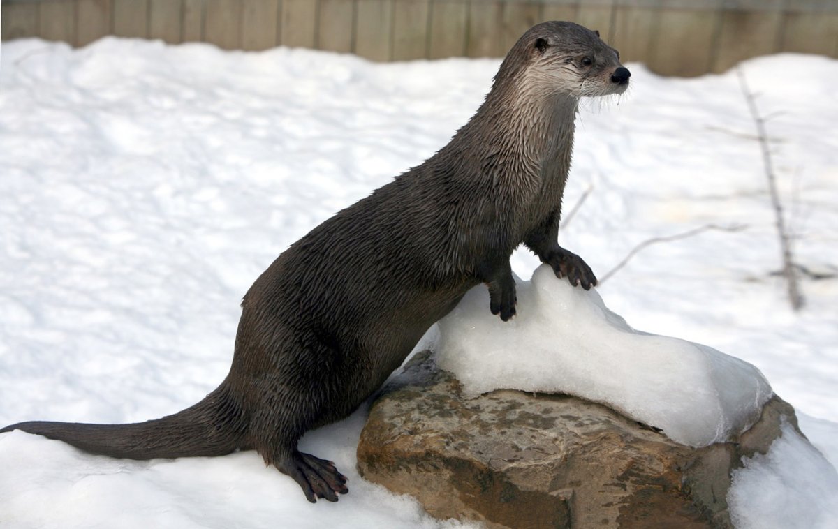 Выдра Речная черная