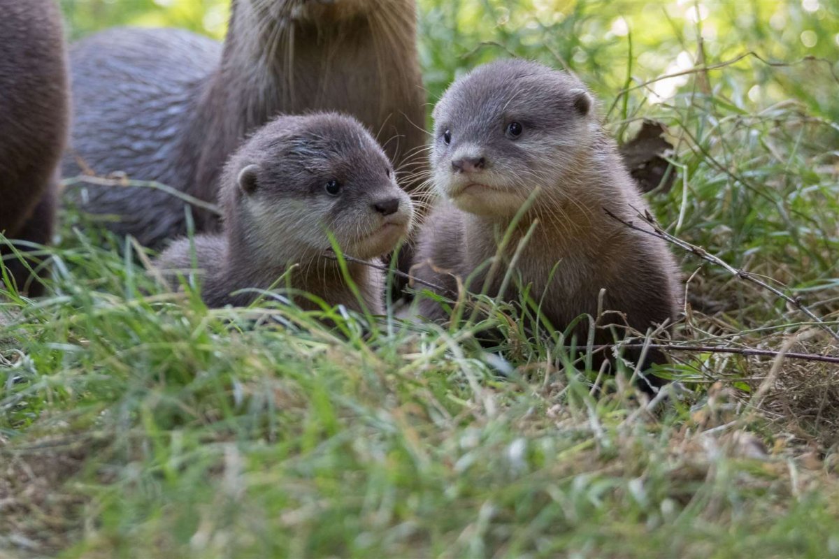 Кавказская выдра с детенышем