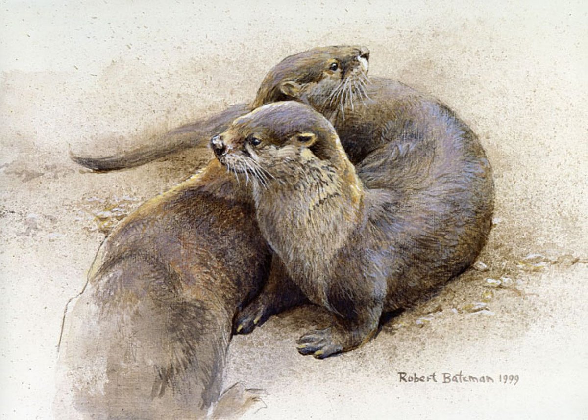 Выдра живопись