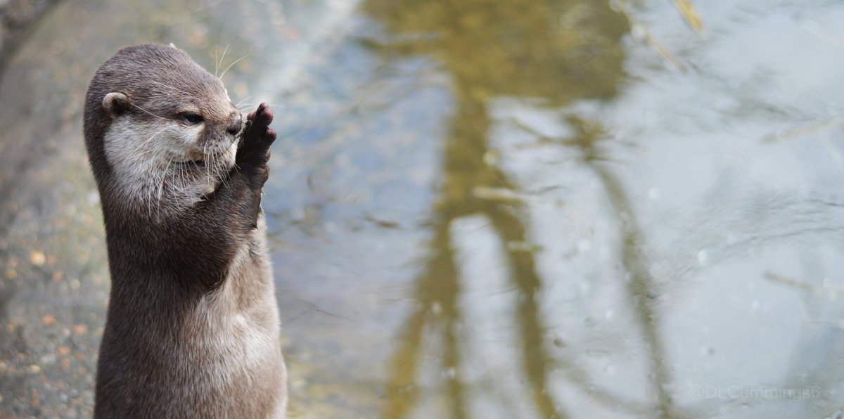 Выдра зимой