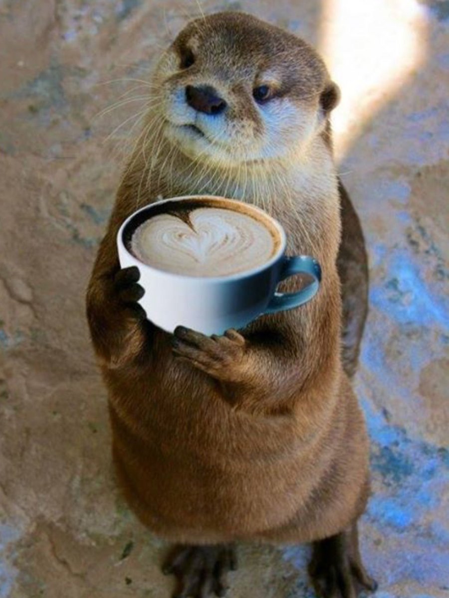 С добрым утром выдра