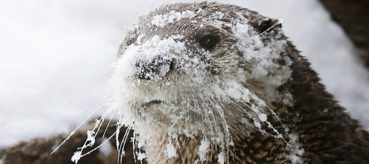 Выдра в снегу