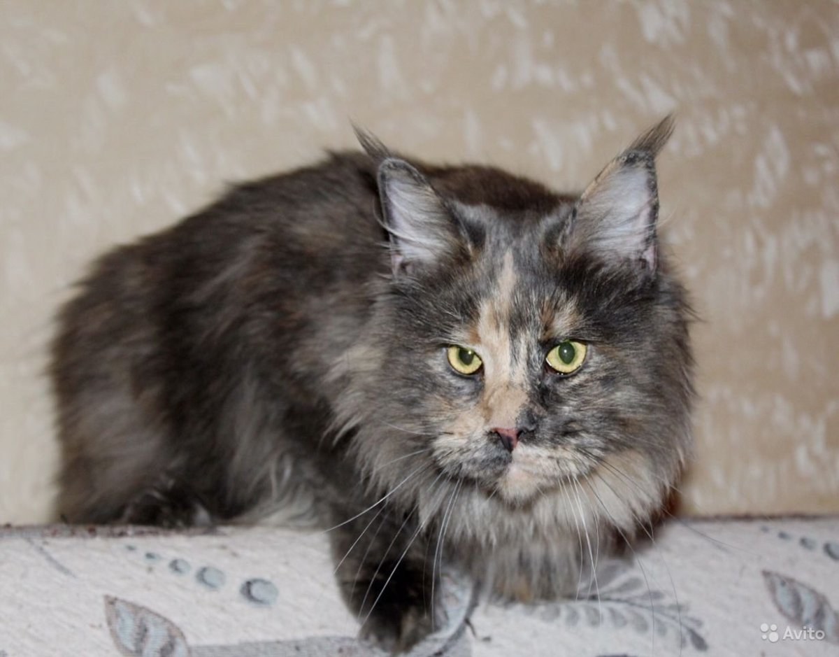 Голубокремовая черепаха Мейн кун