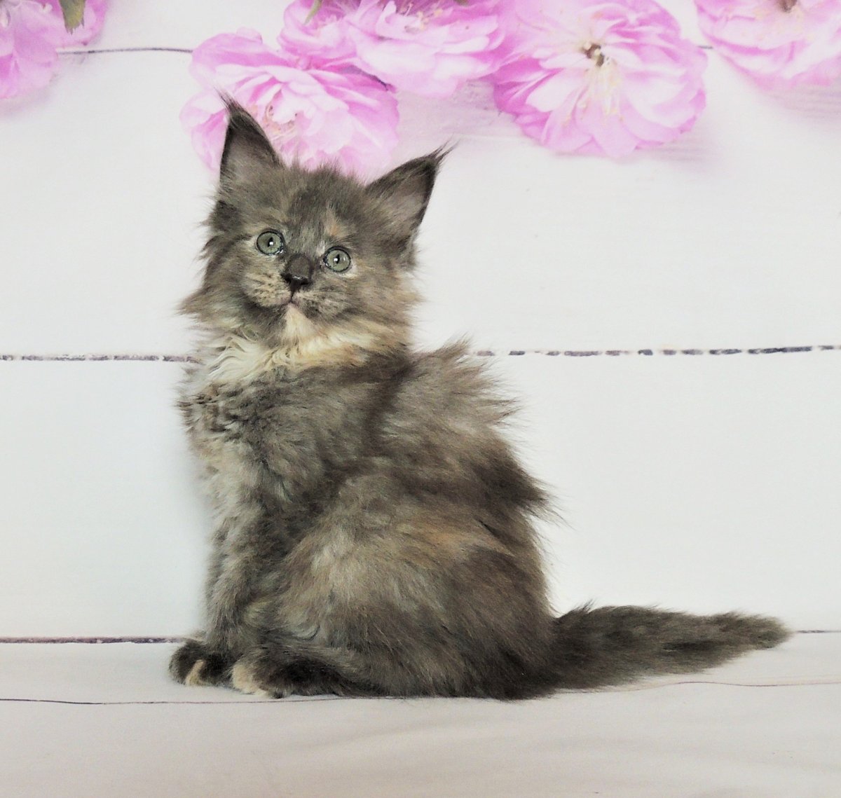 Голубокремовый окрас Мейн куна