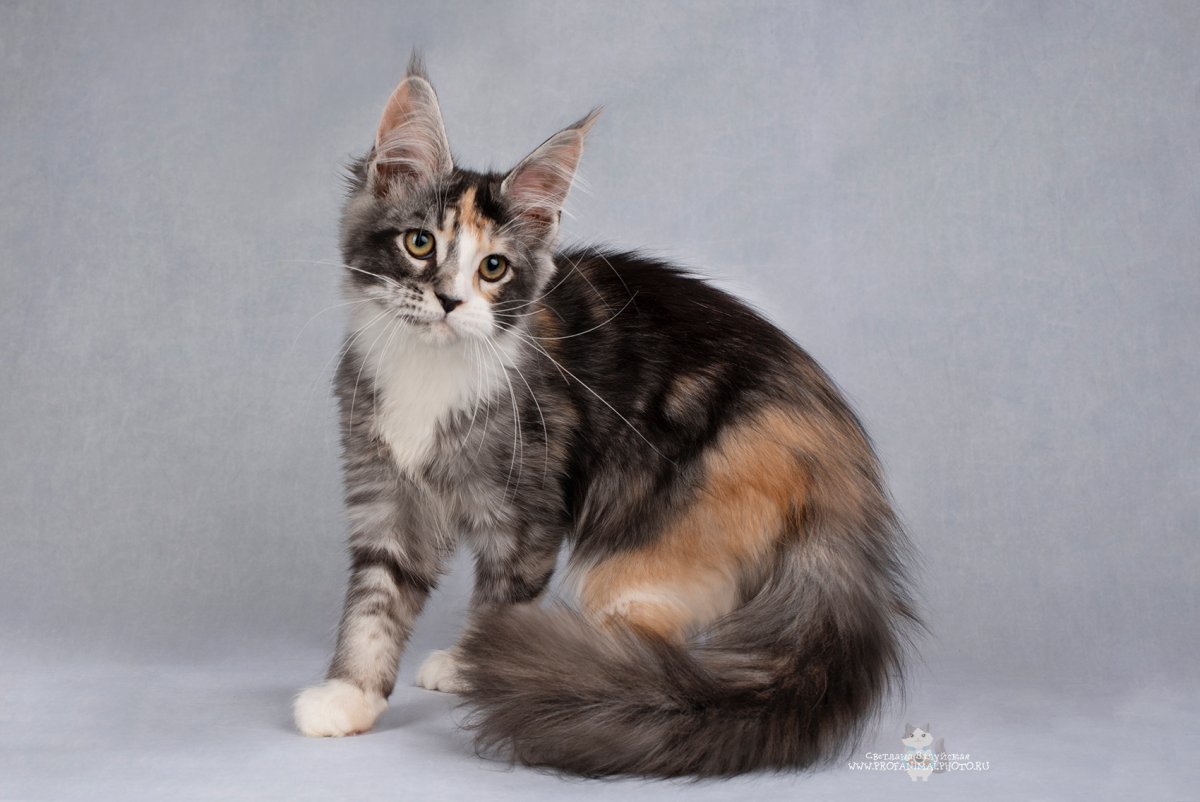 Тикированная черепашка Мейн кун