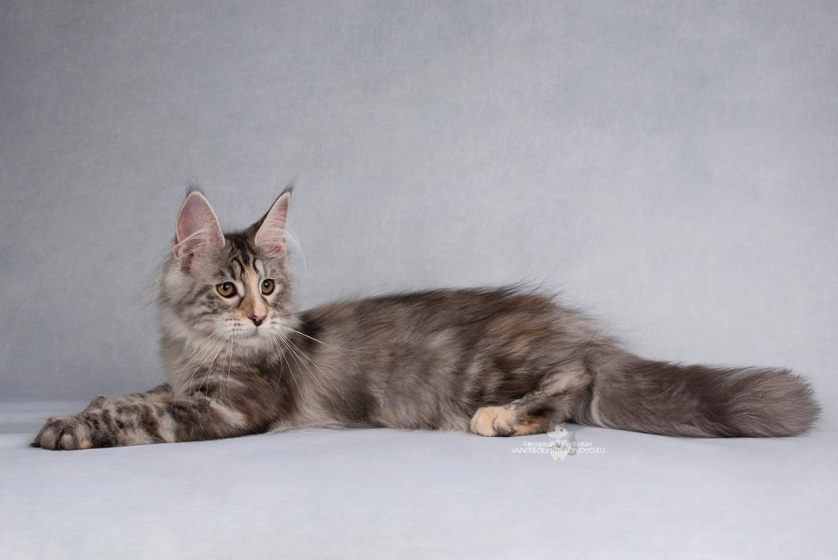 Голубокремовый тигровый окрас Мейн куна