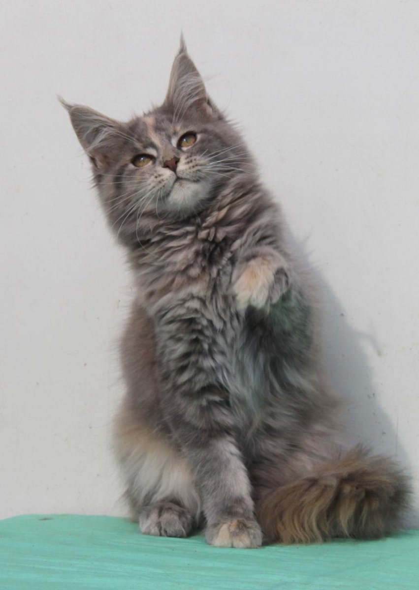 Голубая мраморная черепаха Мейн кун