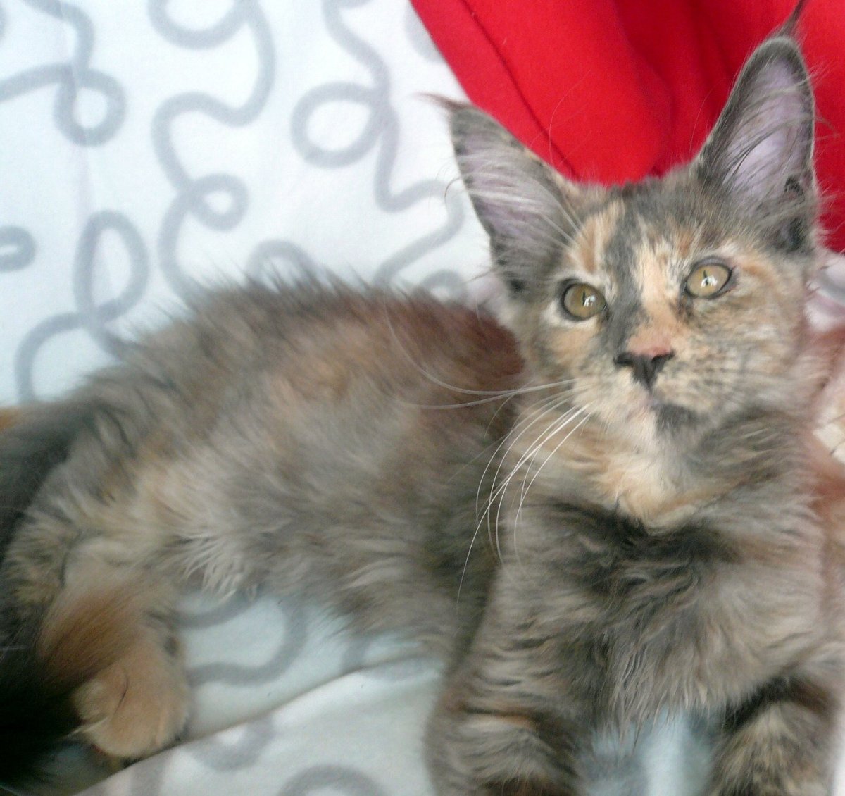 Голубокремовая черепаха Мейн кун