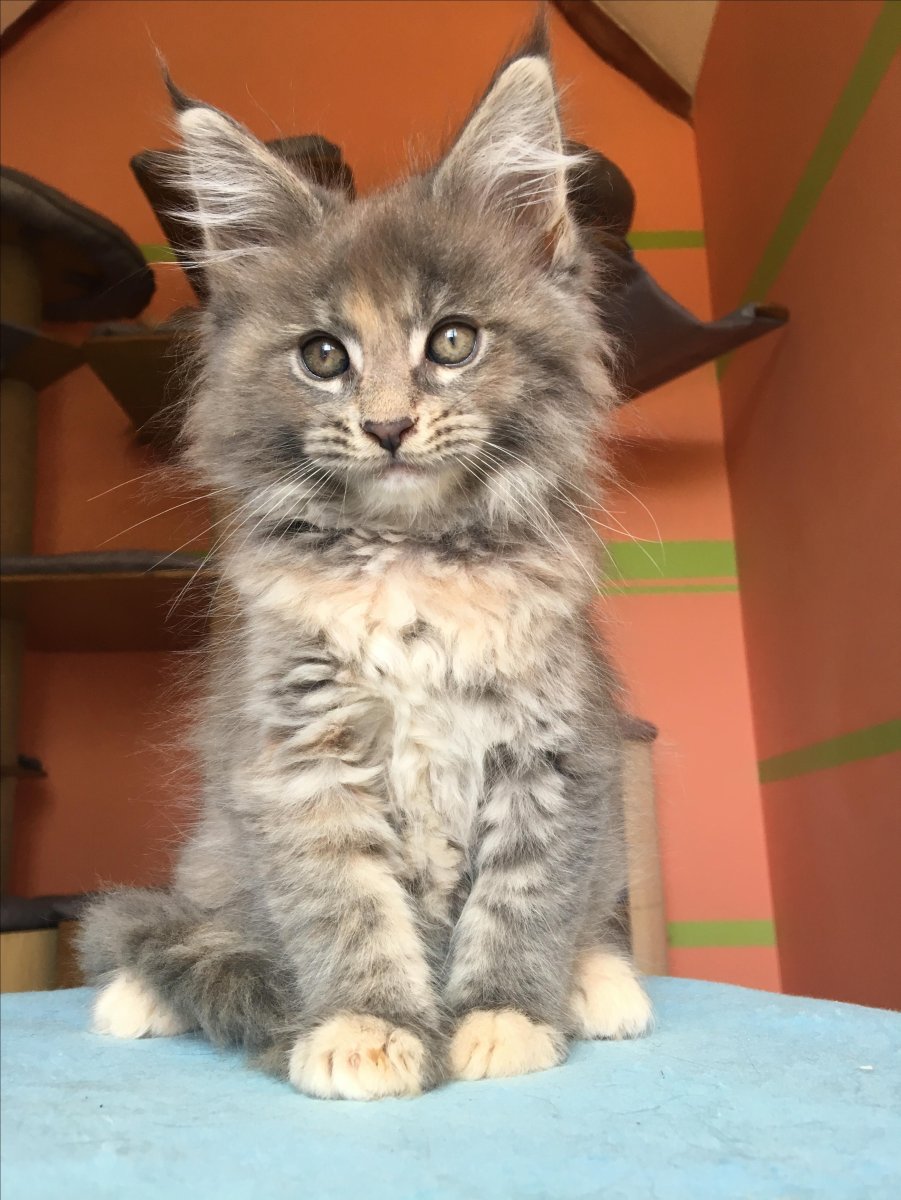 Мейн кун голубой черепаховый