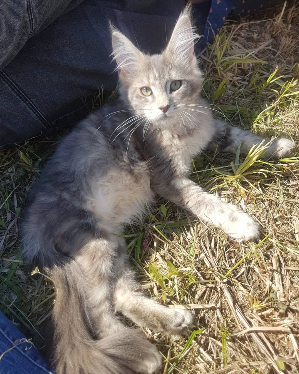 Мейн кун черепаховый