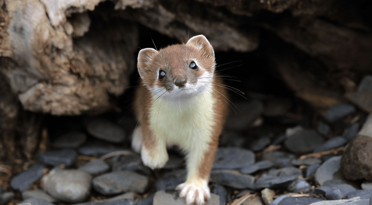 Байкало-Ленский заповедник Соболь