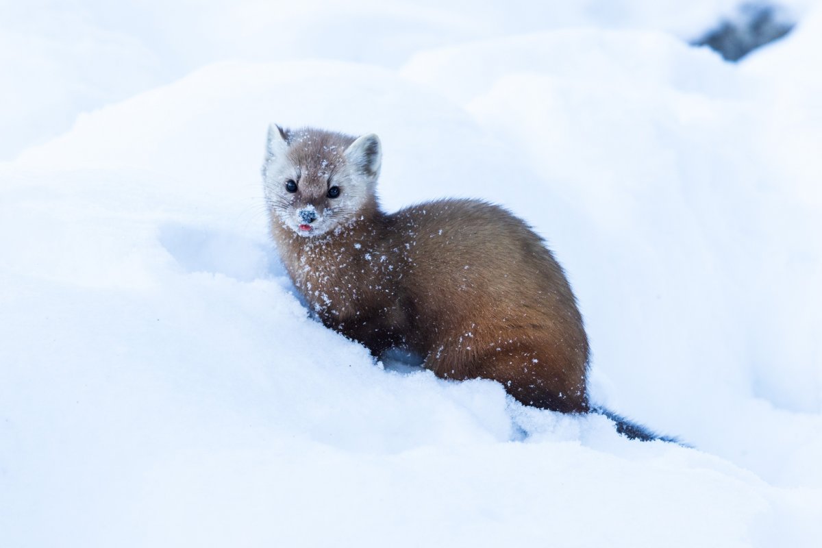 Лесная куница в тайге