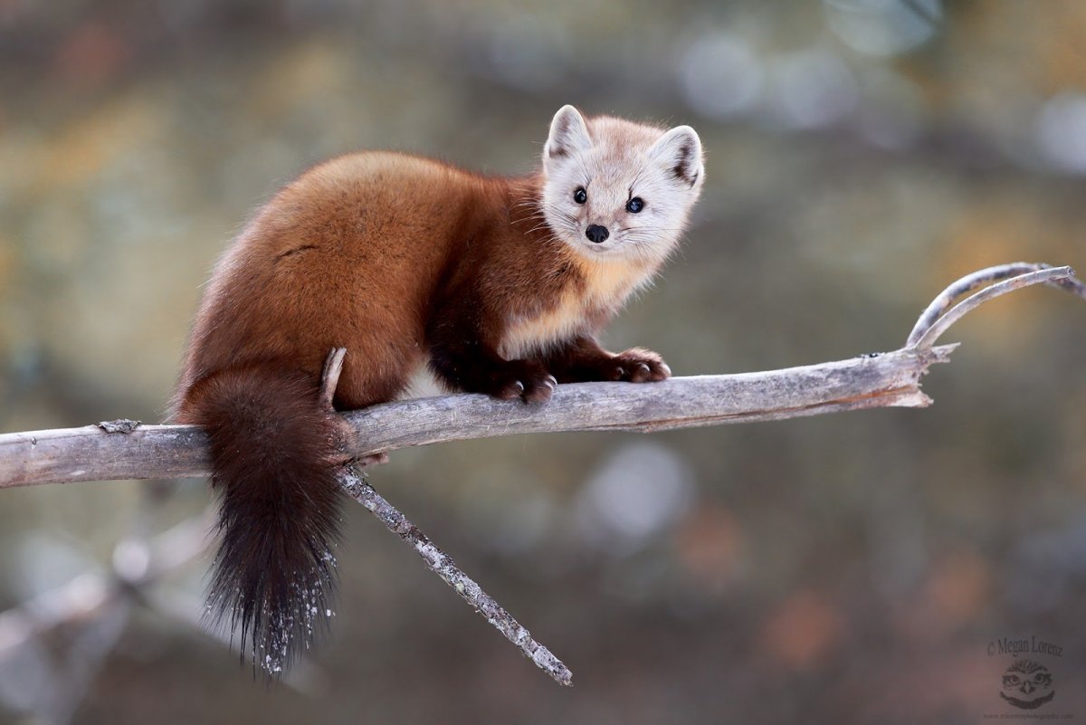 Куница Лесная желтодушка