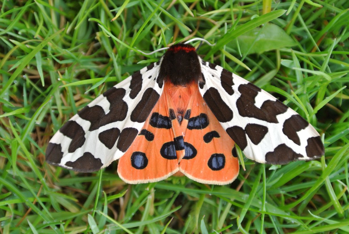 Tiger Moth бабочка