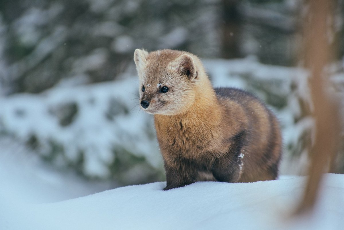 Соболь в снегу
