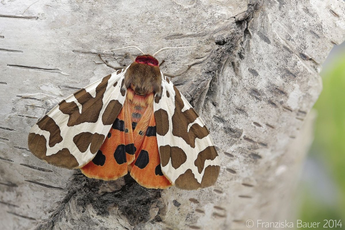 Бабочка 2021 год