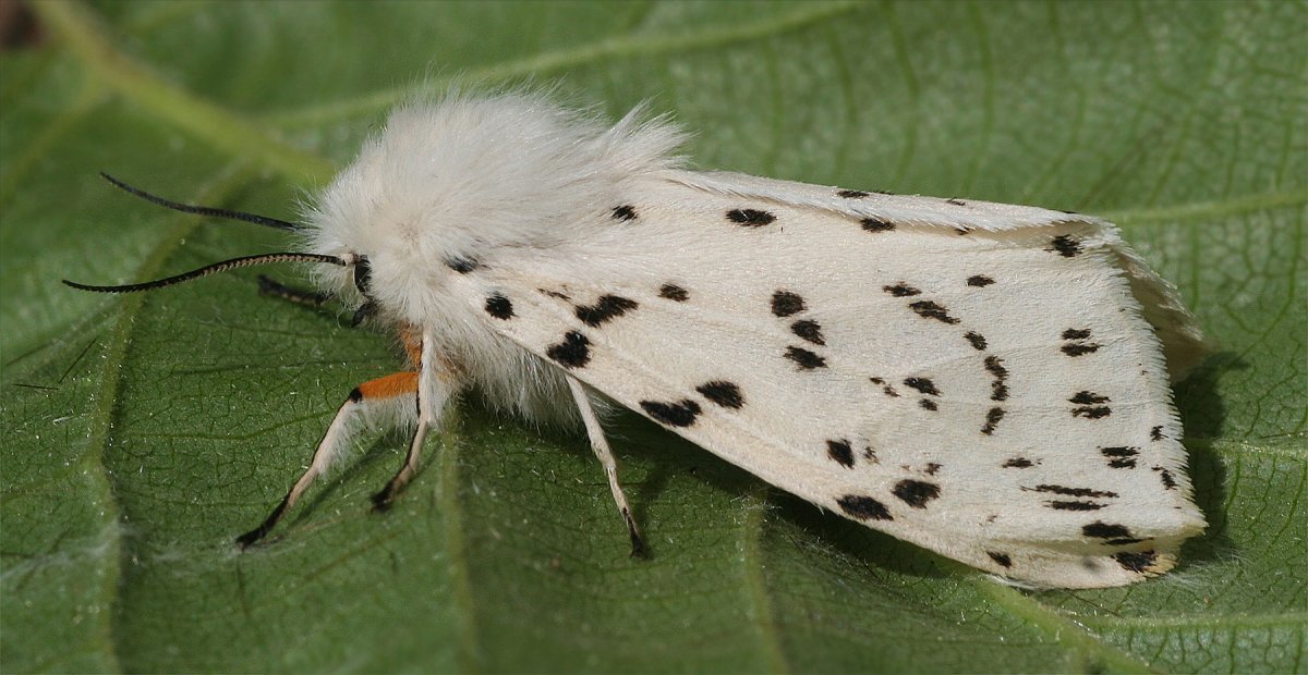 Бабочка личинка куколка Имаго