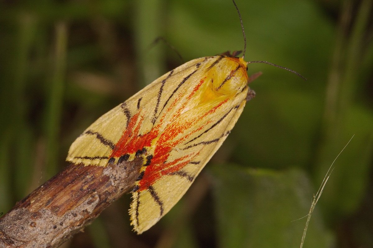 Euplagia quadripunctaria