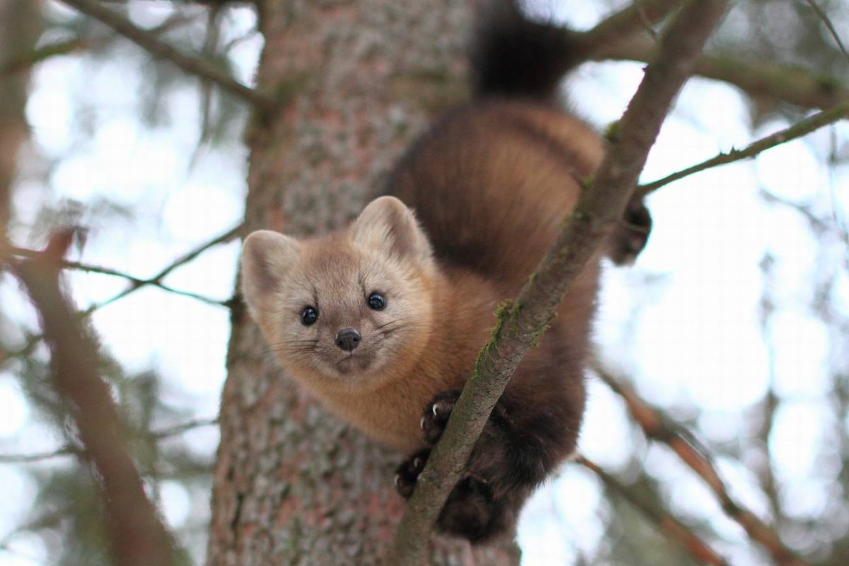 Соболь - martes zibellina