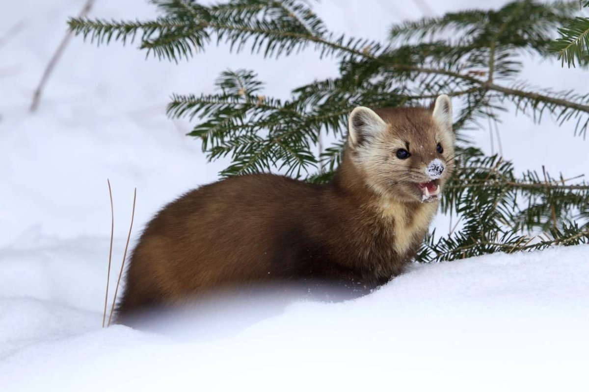 Алтайский Соболь