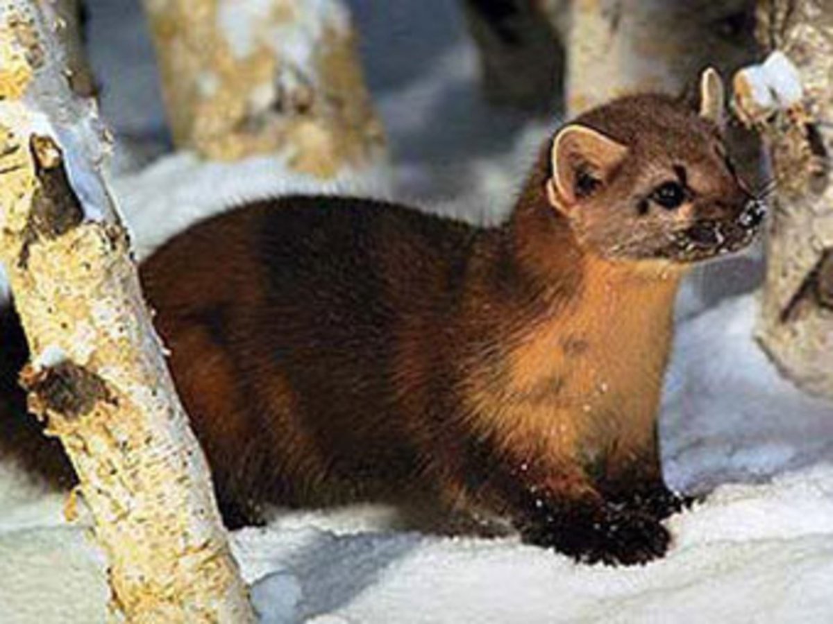 Лесная куница животное