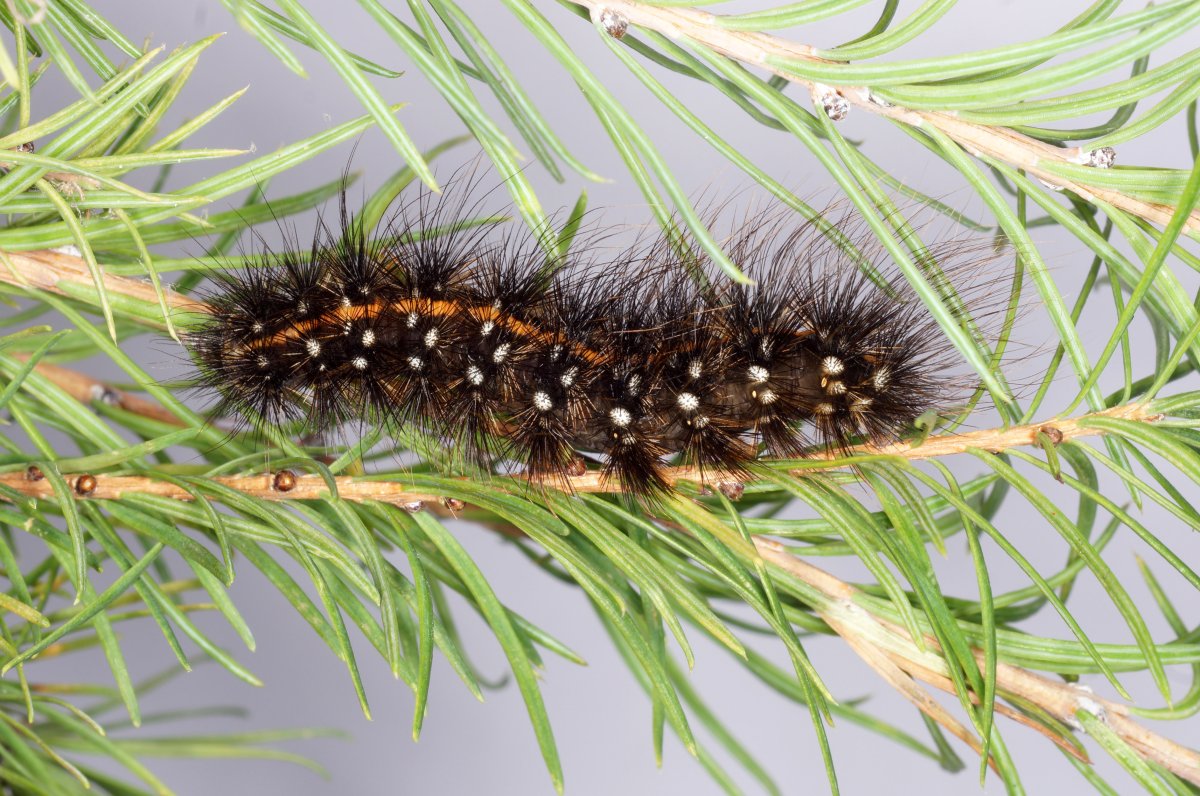 Ежик рукодельница