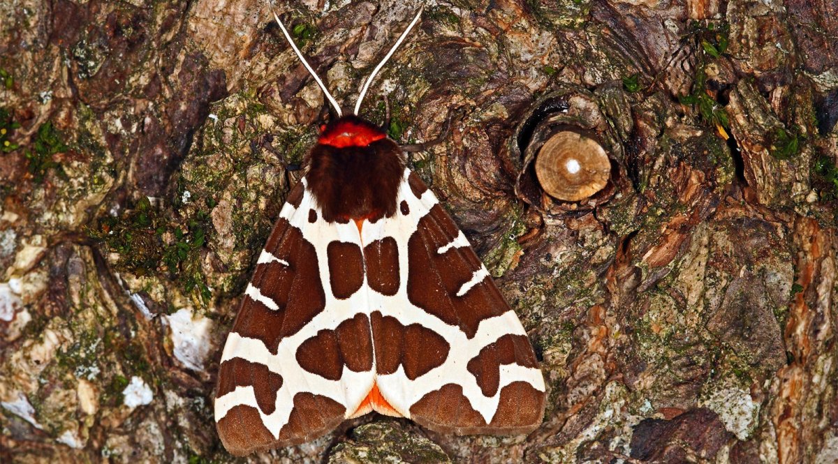 Ночная бабочка Медведица Кайя